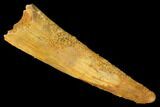 Fossil Pterosaur (Siroccopteryx) Tooth - Morocco #167142-1
